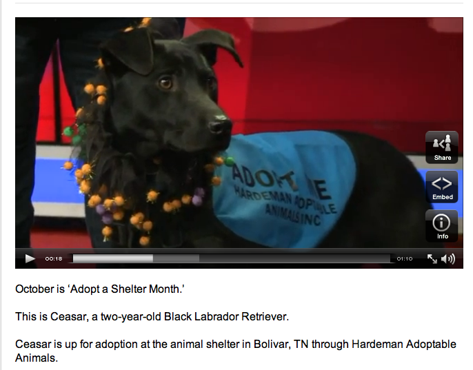 Adopt a Shelter Month on Live @ 9 ft. Ceasar